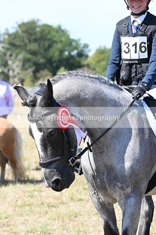 WJ6_8738 - Class 37b Best Loan Pony In-hand