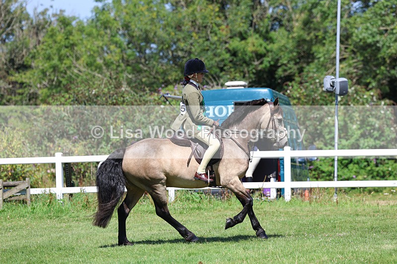 3E7A9138 - Working Hunter Championship