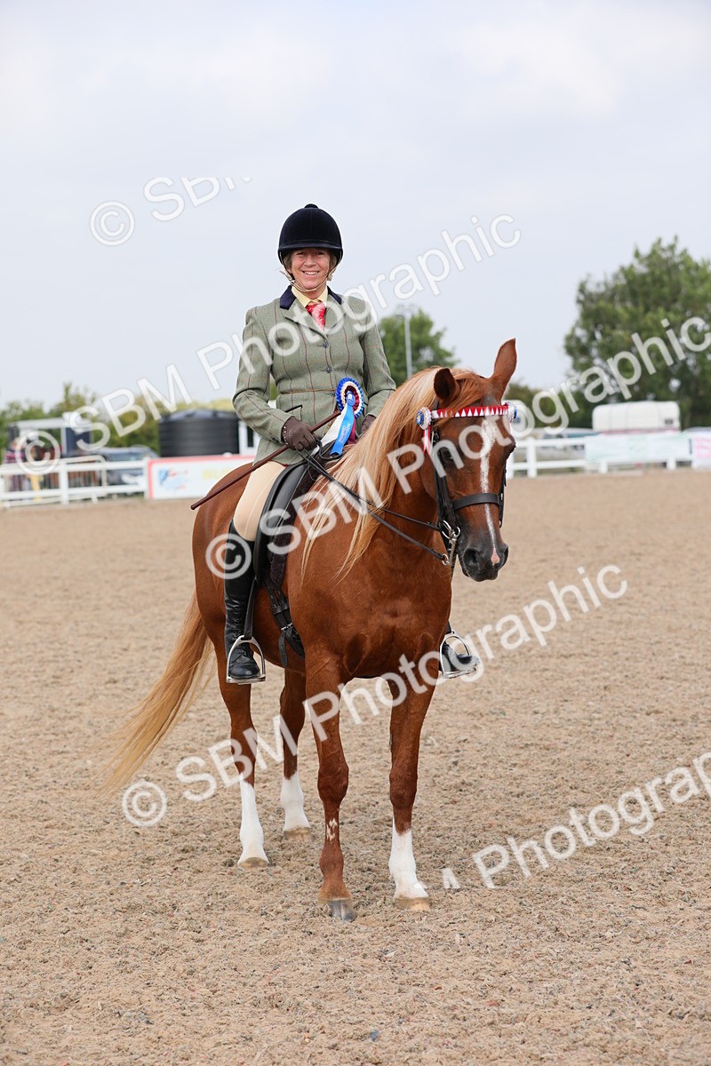 SBM_11480 - Class 305 Ridden Foreign Breeds- Pure Bred