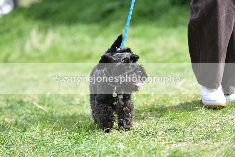 WJ5_0413 - Class 7 Best Terrier