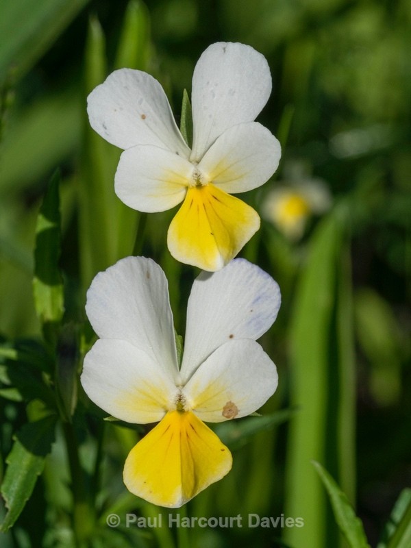 Heartsease (Viola tricolor ssp. subalpina) - Flower Portraits