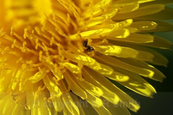 Ant View - MACRO & CLOSE UPS 2