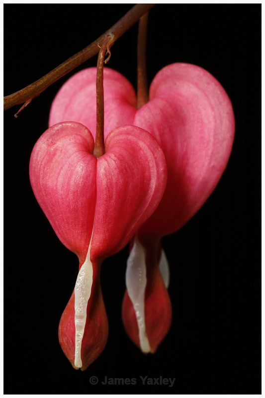 Two Hearts  - Latest Work