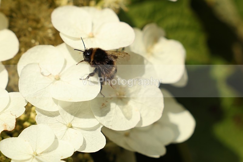 A Bee on a Hydrangea. - Plants and Trees