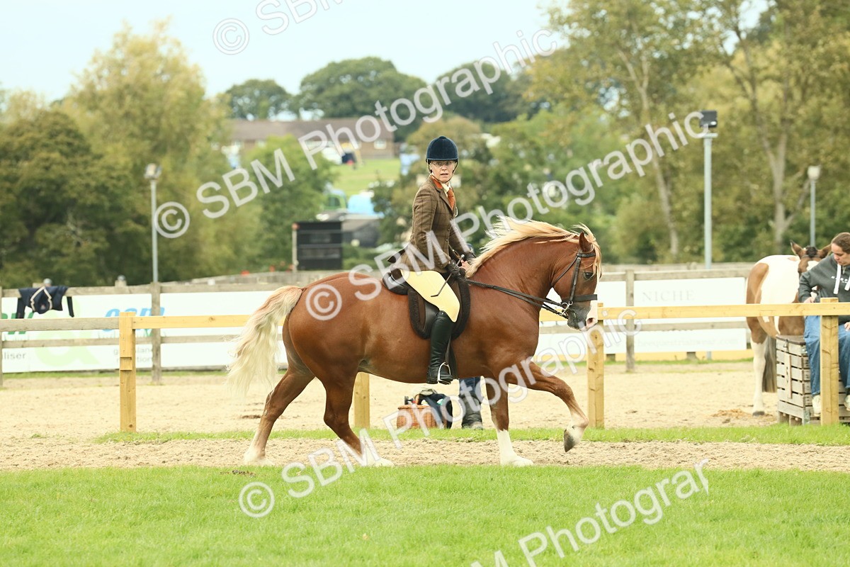 SBM_71959 - S60 - Mountain & Moorland Ridden Large Breeds