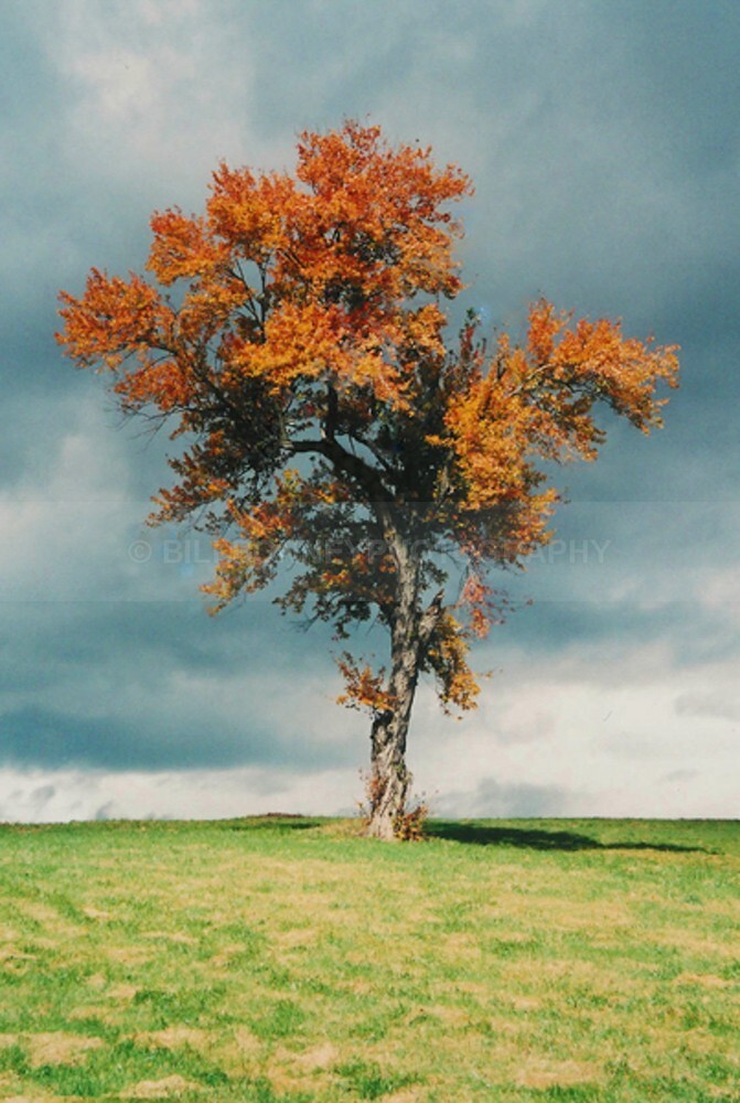 TheTree2007Layer9 - The Tree Project
