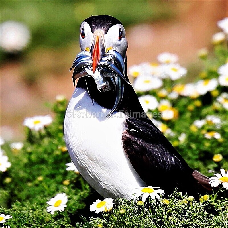 _56A7044 - Skomer 2019