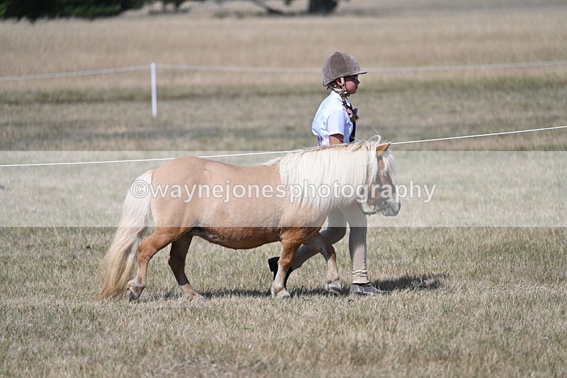 WJ7_1196 - Class 41 Prettiest Mare