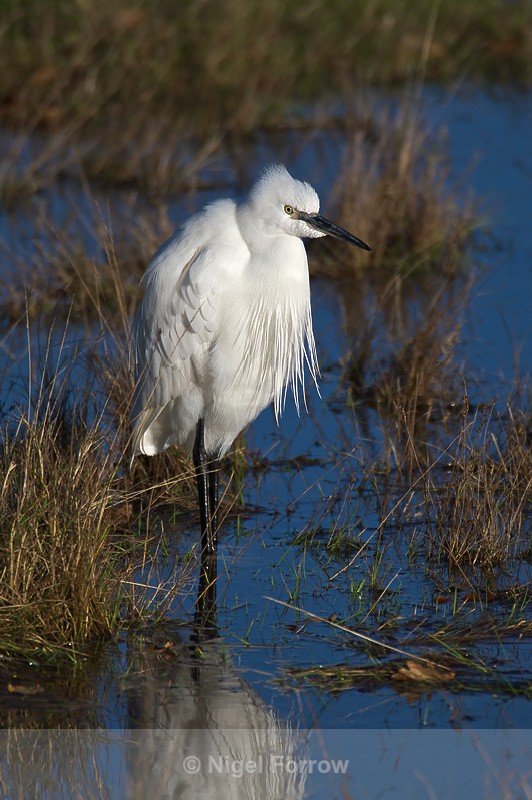 Little Egret in front of the Arne Bay hide - Little Egret
