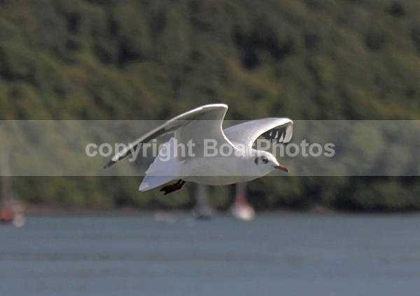 090917 SEAGULL07 IMG_7143 - Wildlife