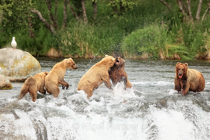 Brown Bear fight over salmon, Brooks Falls, Alaska - Brown Bear