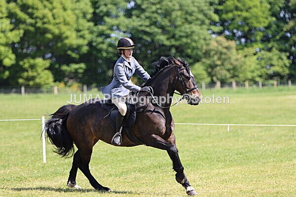 IMG_4167 - Working Hunter