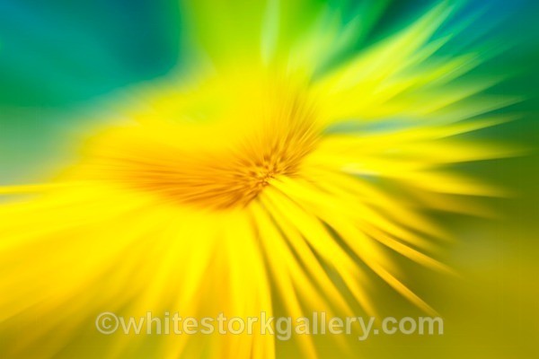 Flower Burst - Up Close !