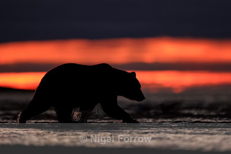 Grizzly Bear side profile silhouette, Lake Clark NP, Alaska - Brown Bear