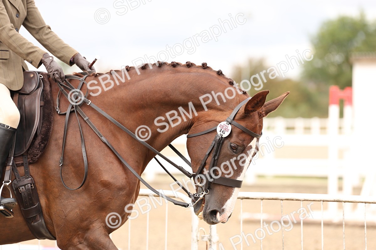 SBM_02781 - Class 53 - Ridden Competition Horse/Pony