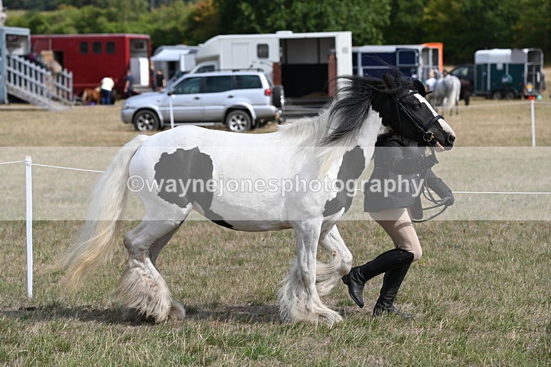 WJ6_6467 - Class 20 In-hand Cob