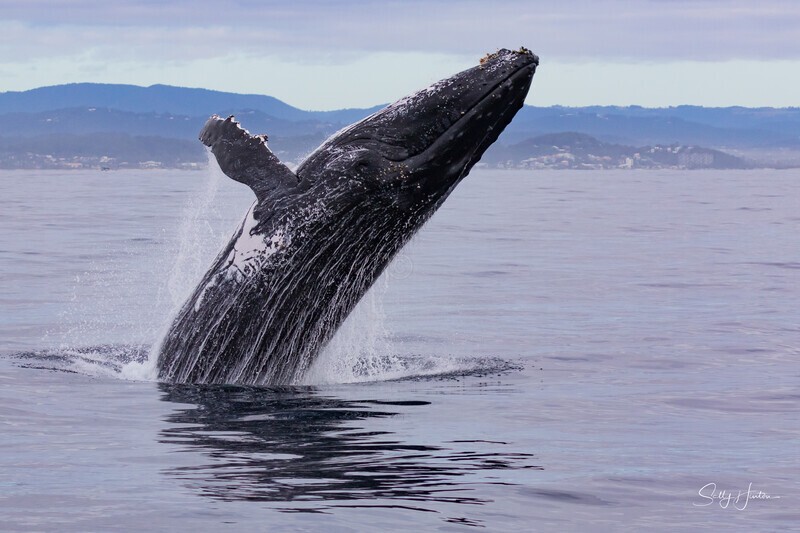 0A3A6120. Breach in Glassy Water 3 - 2023 Whale Photos