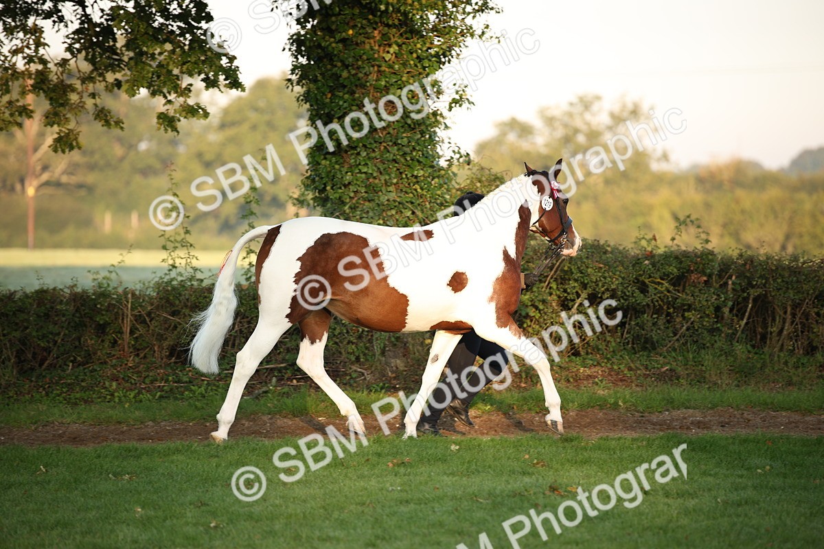 SBM_56811 - S49 - Riding Horse & Hack & Thoroughbred In Hand