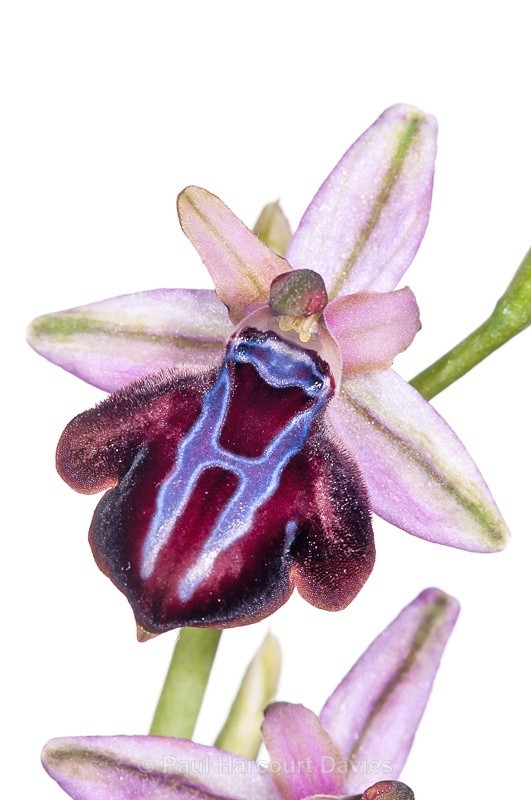  - WB: Orchids - Ophrys