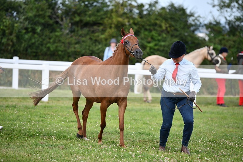 DSC_8504 - Class 69: Pure, Anglo & Part Bred In Hand Arab