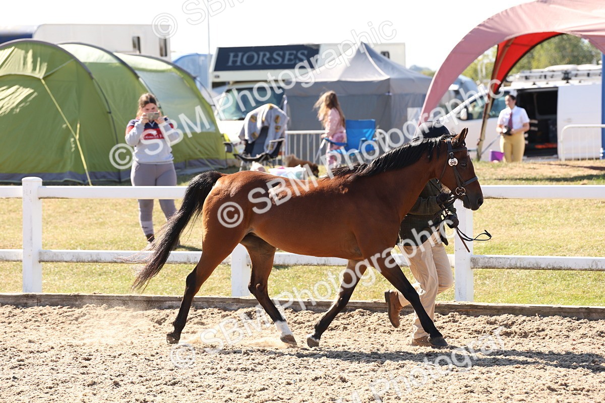 SBM_14051 - Class 207 - IH M&M