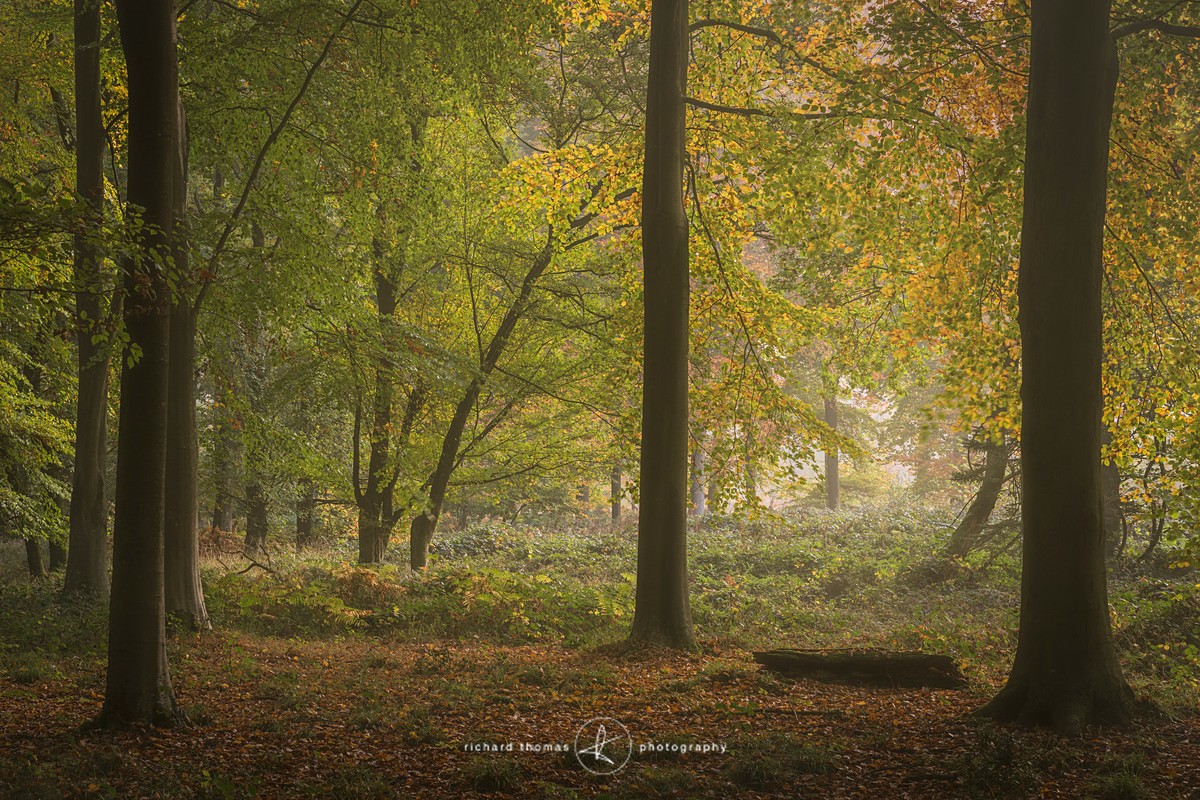 Fall in the corner. - Woodland
