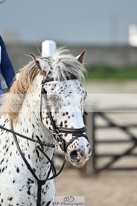 241110-132959-00853 - 60-65cm Arena Eventing