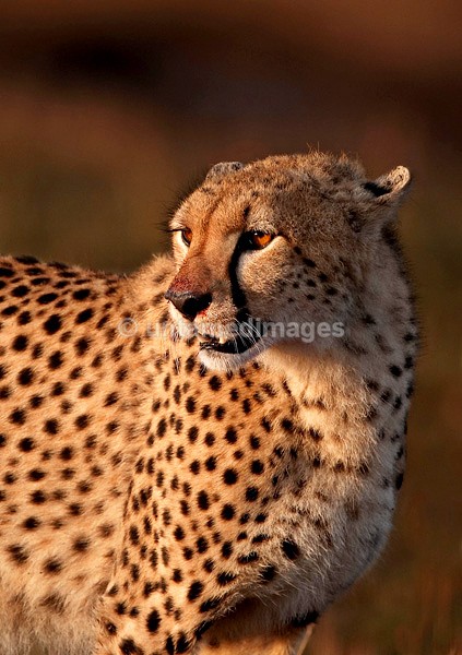 Cheetah - Kenya