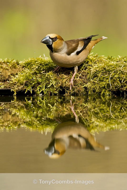 Hawfinch  (m) - Drinking Pool Hides