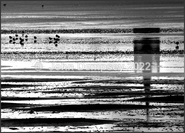 Upside Down - B&W