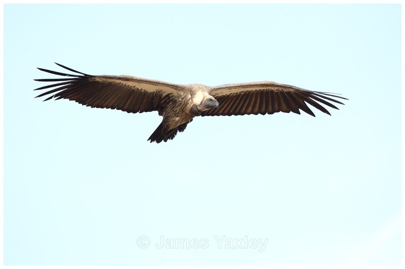 Ruppells Vulture - Kenyan Safari 2013