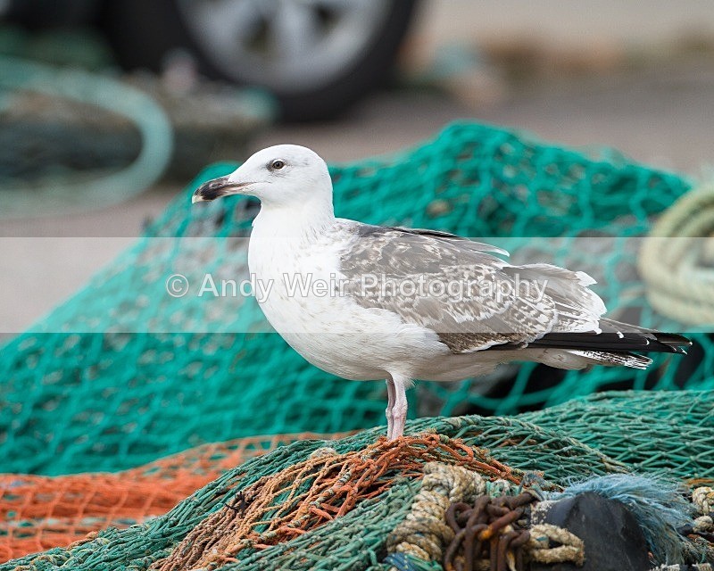 20110927-_MG_7001 - Herring Gull