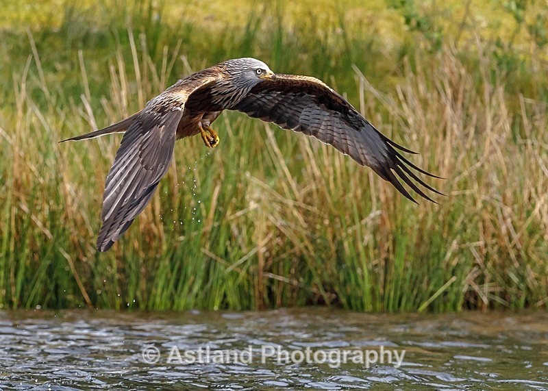 Astland Photography, Bird and Wildlife Images, Susan and Peter Wilson, U.K.
