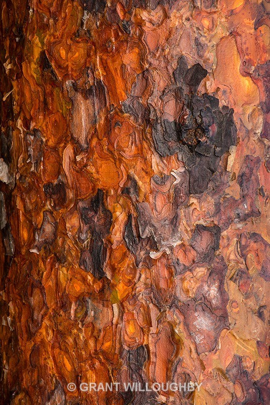 Scots pine bark near canopy 2 - Scots Pines