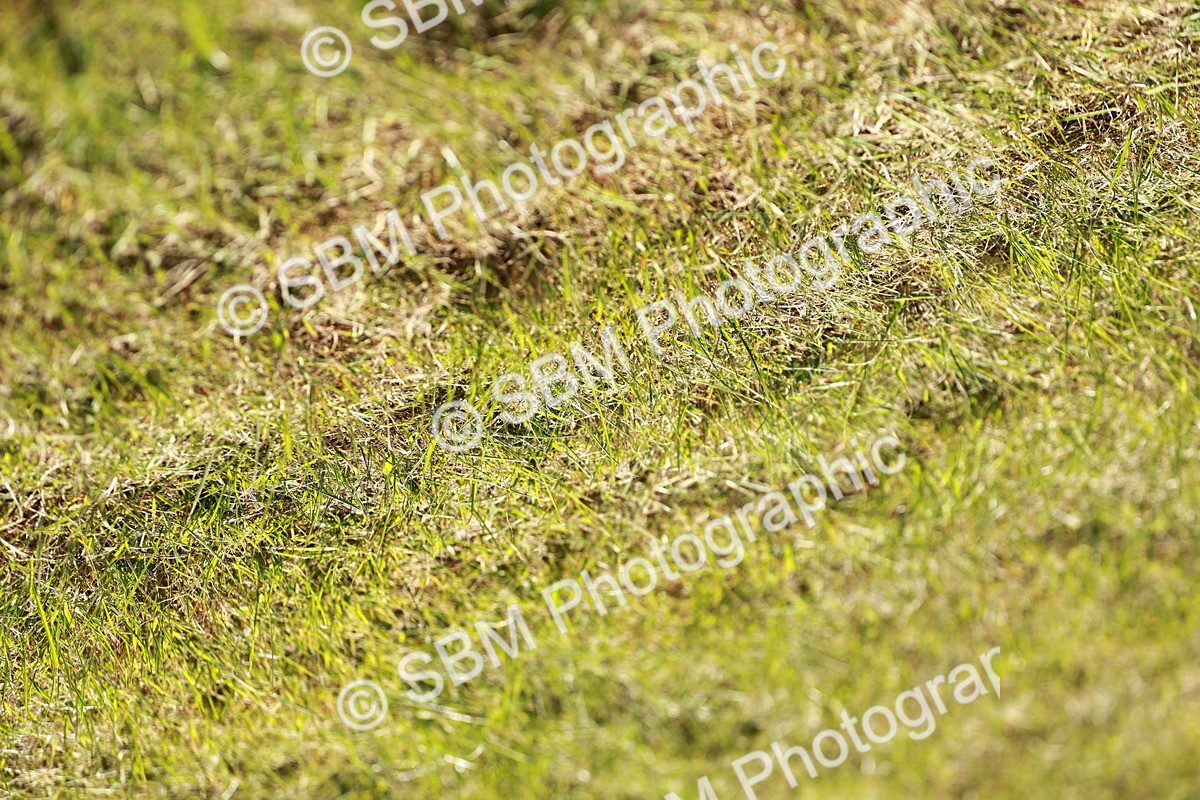 SBM_01687 - Class 14-23 - Mountain & Moorland In Hand Non Welsh