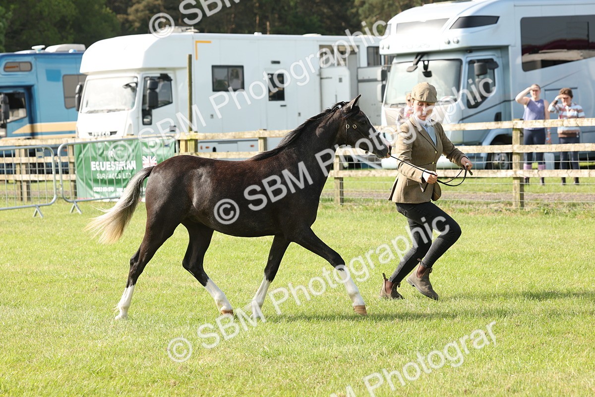 SBM_00698 - Class 6-13 - Mountatin and Moorland In Hand Welsh Breeds