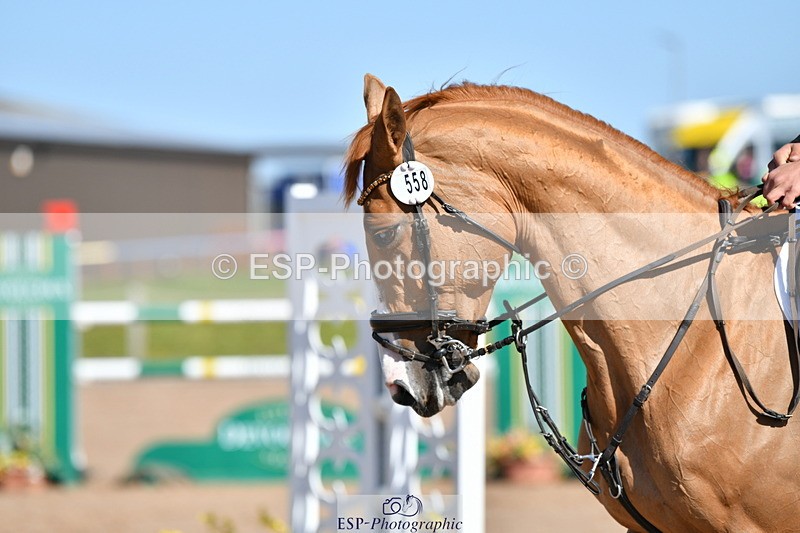 240420A-105126-10474 - Cls 23, 1 Star Gold Tour 1.30m