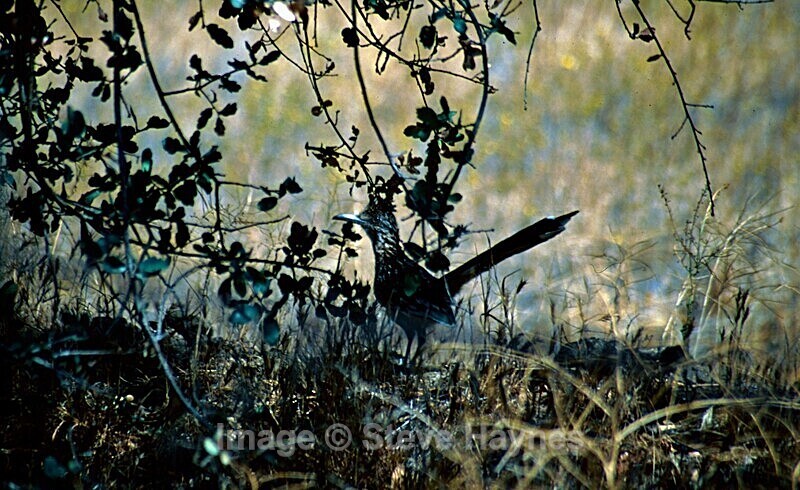 21st Sep 2000 - Tehachapi Loop, CA