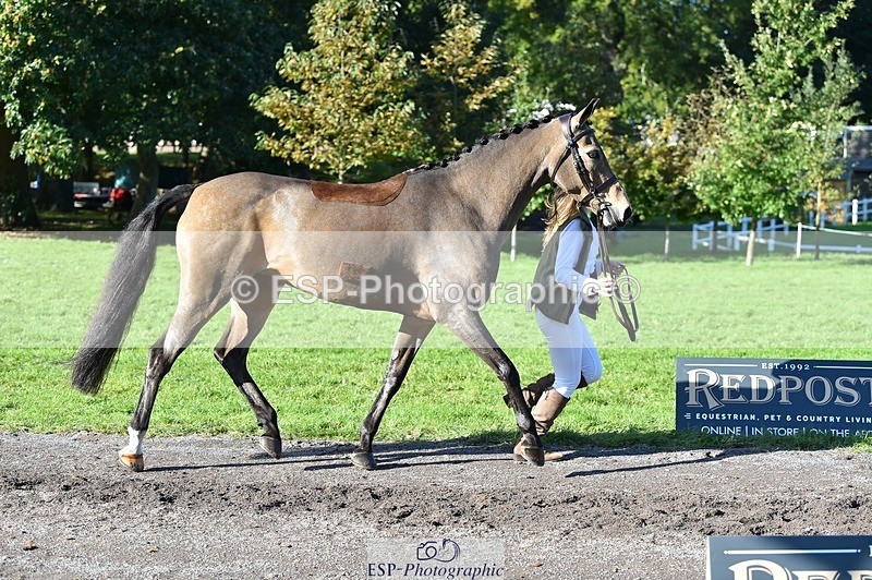 231022-111610-23851 - 558-BATHLEYHILLS.GOLDEN.SPRAY-Cleo.Whitbread-TrotUp+SJ