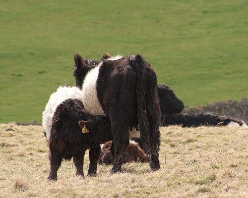 13 - Belted Galloway Cattle