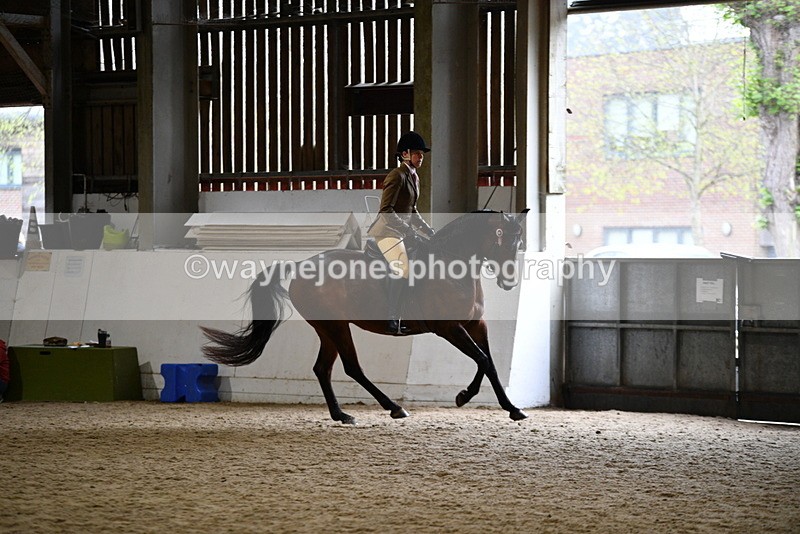 WJ5_8943 - Class 15 Ridden Show Horse