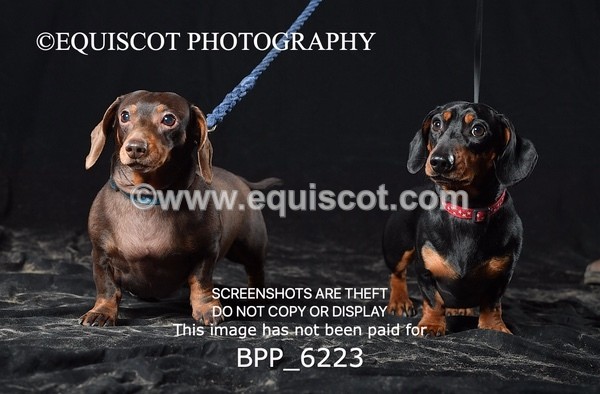 BPP_6223 - LESLEY GRANGER DOGS