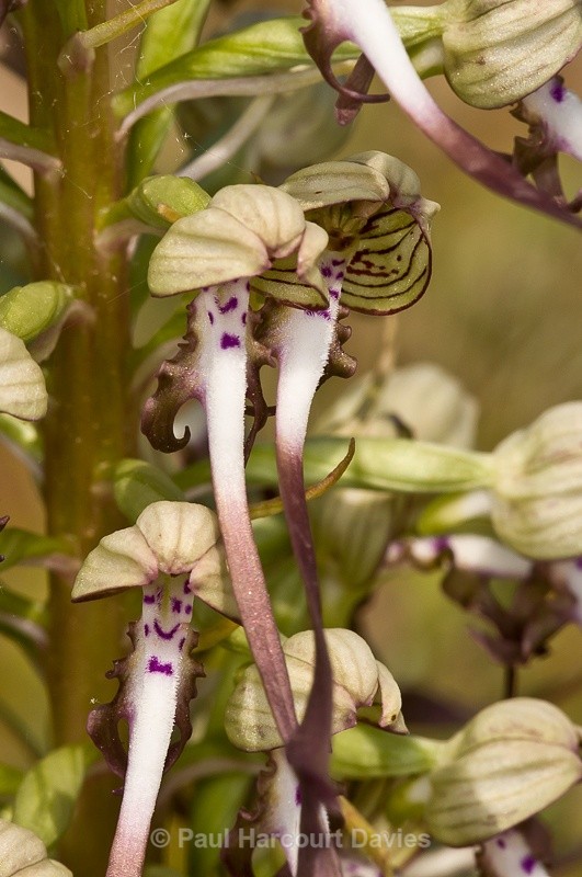  - Orchids - Various