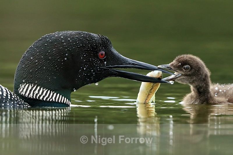 Common Loon chick opens wide for fish from parent, Minnesota - Great Northern Diver