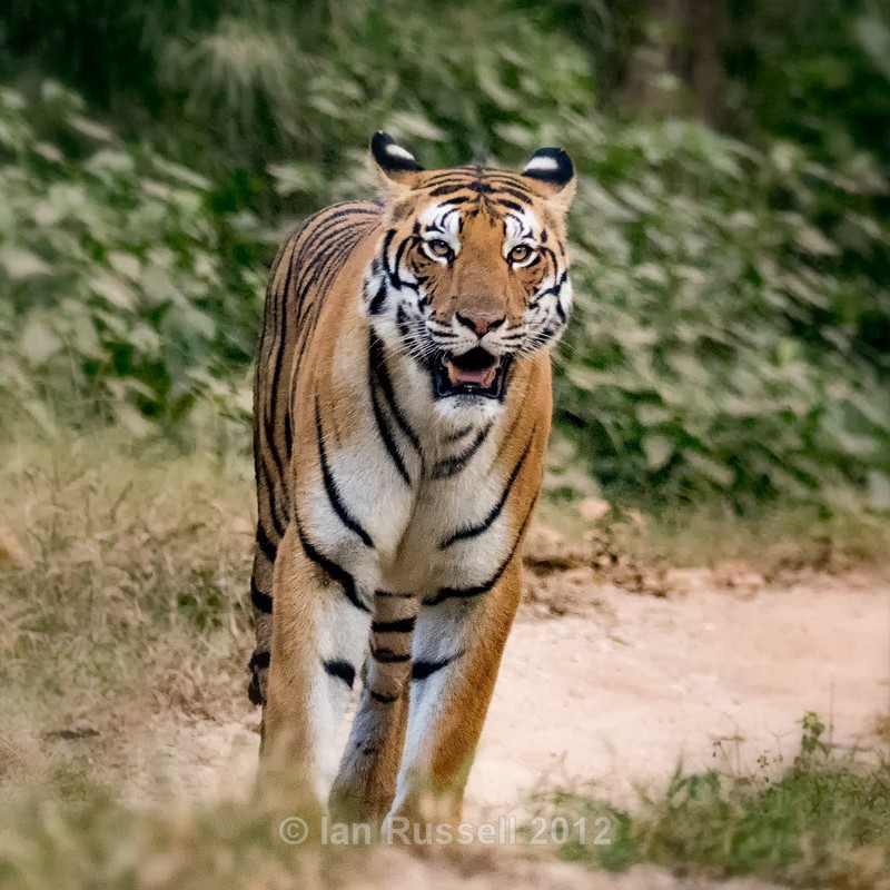  - Indian Safari 2017