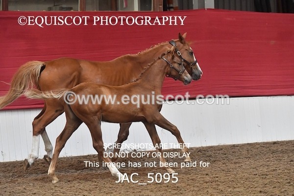 JAC_5095 - 9 Zinzipan