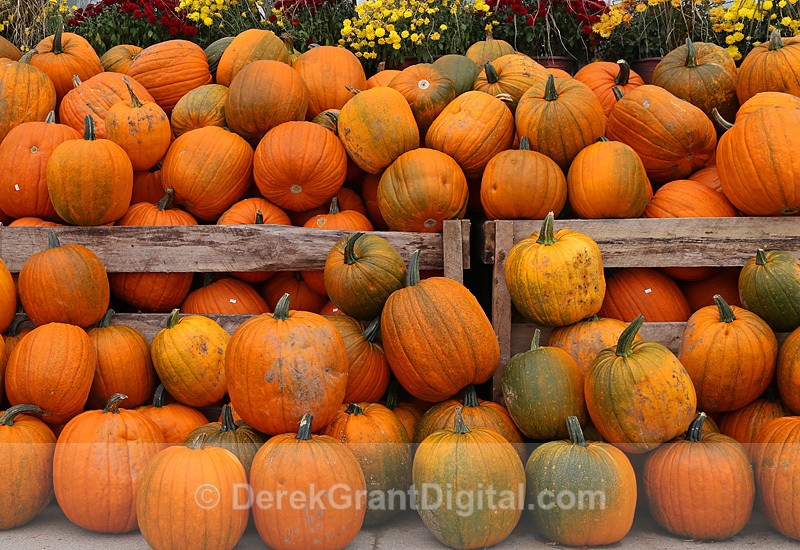 Pumpkin Patch - Autumn Festival