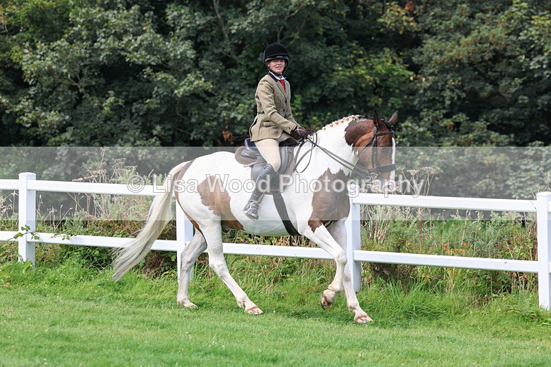 3E7A8661 - Class 5: Working Show Horse