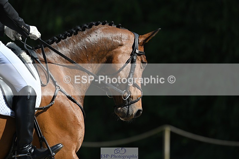 230526-161625-07320 - 255-HI_MR_HENRY-Henry_Hobby-WEDTrotUp+DR