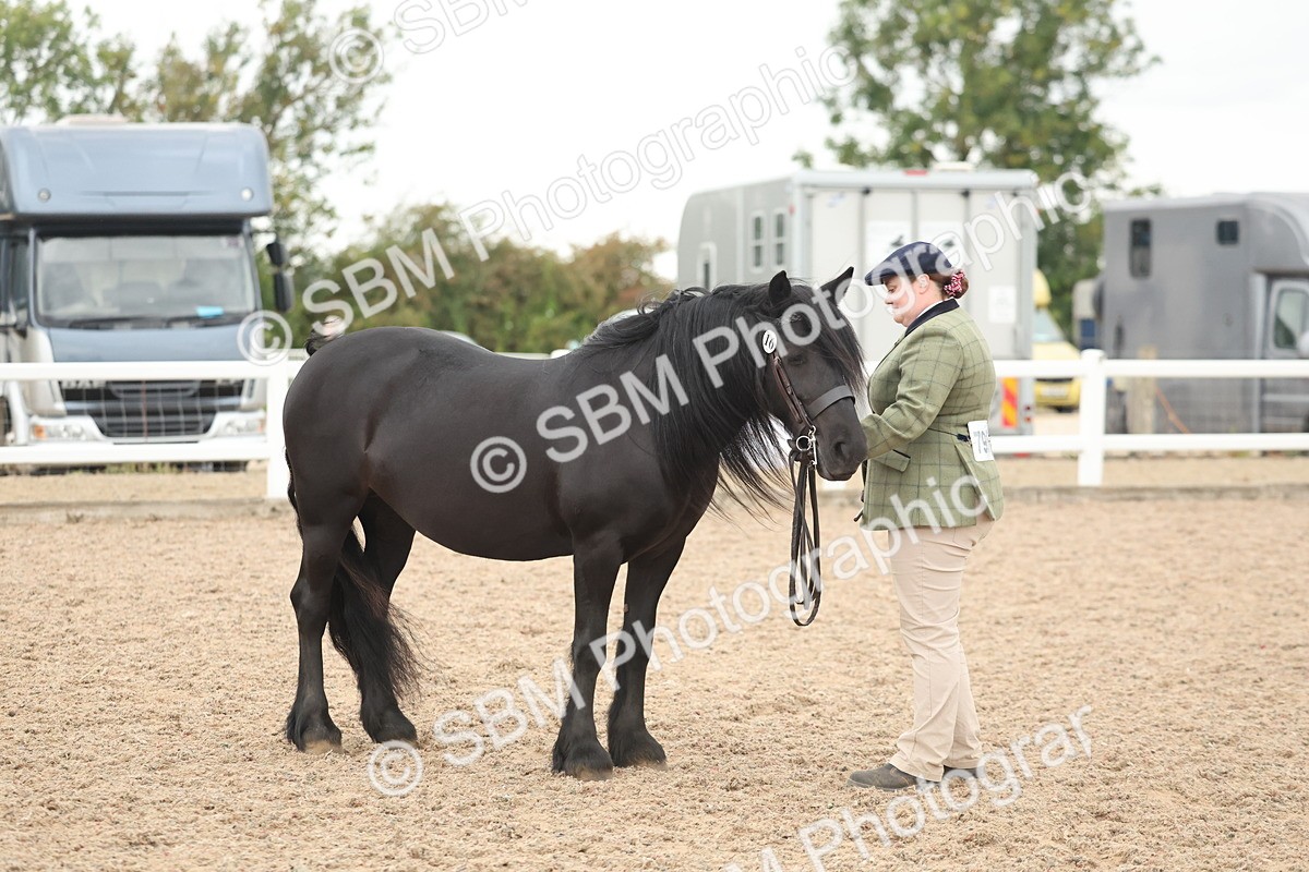 SBM_19412 - Class 317 - IH Pure Bred Horse-Pony